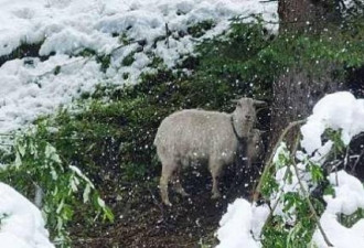 新疆狂降六月雪  网友惊呼：窦娥有冤？