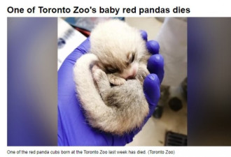 多伦多动物园小熊猫宝宝死亡