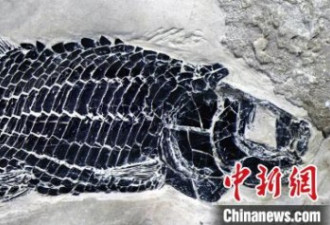 科学家发现2.44亿年前“小巧漏卧鱼”