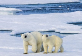 西伯利亚创最热纪录 北极圈恐暖化得更快