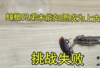 虐猫上瘾后，他把刀指向了中国留学生