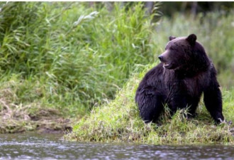 真出事了！北温公园黑熊咬伤10岁女孩 已关闭