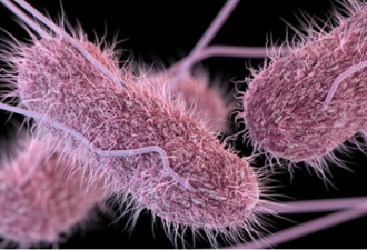 全美23州爆发沙门氏桿菌传染 感染源不明