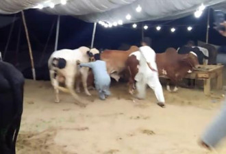 印度男子涉嫌强奸母牛 并将其折磨致死