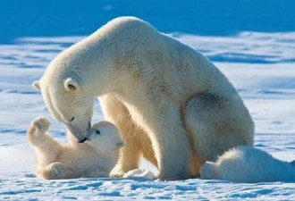 研究预测称北极熊可能会在2100年之前灭绝