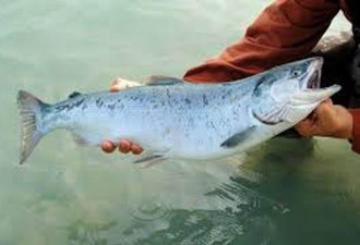 阿拉斯加鲑鱼工厂爆发群聚新冠感染