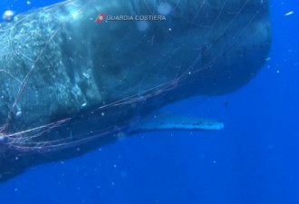抹香鲸遭渔网缠住痛苦挣扎 潜水员3天仍割不完