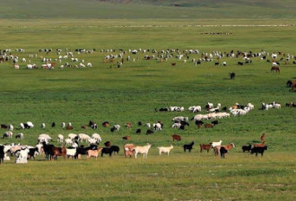 蒙古国计划9月向中方移交30000只捐赠羊