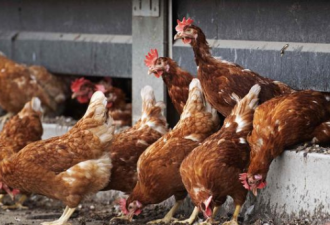 数天内，澳洲两家养鸡场爆发禽流感