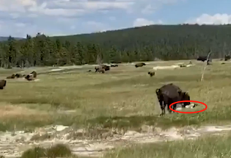 恐怖视频！女游客国家公园遭野牛袭击