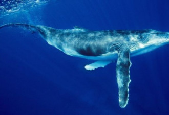 澳大利亚一周内发生两起鲸鱼伤人事件！