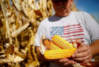 紧张局势升级 中国向美砸出史上最大玉米订单