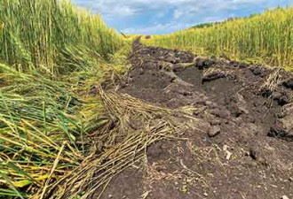为退耕指标 内蒙古一旗铲毁2万多亩将熟麦子