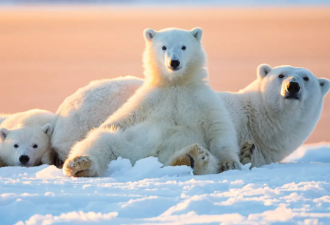 阿拉斯加冰川轰然倒塌，北极熊或将灭绝