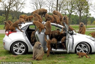 野生动物园内成群狒狒用螺丝刀拆解游客汽车