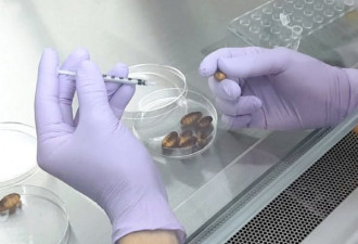 日本研究用蚕蛹预防新冠 专家建议炒着吃