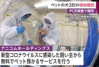 日本宠物犬确诊 :尚无证据狗会成传染源