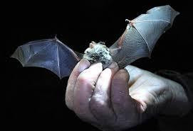 新冠病毒谱系可能已经在蝙蝠中传播数十年