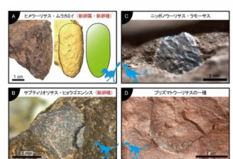 跟鹌鹑蛋一样大 日本发现世界最小的恐龙蛋化石