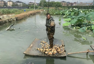 男子靠种藕种出3房3辆！烈日下他为儿女拼了