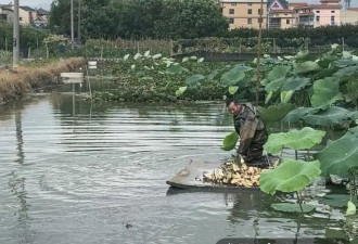 男子靠种藕种出3房3辆！烈日下他为儿女拼了