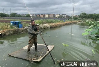 男子靠种藕种出3房3辆！烈日下他为儿女拼了