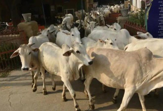 六头母牛被关在房间后憋死，七名印度农民遭指