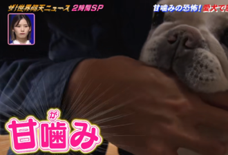 日本大叔因为对爱犬这个“癖好”险些丧命