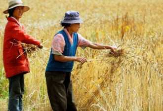 中国现粮食危机 官方数据：小麦减收近千万吨