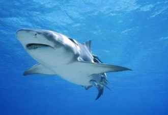 澳州一海滩发生大白鲨袭击人事件！