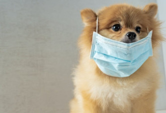 美国一只感染新冠的狗死亡 生前呼吸困难