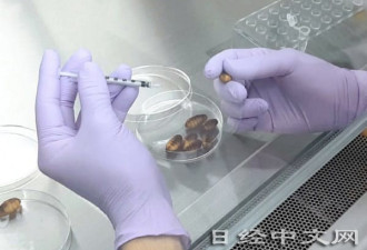 日本研发蚕养新冠疫苗 或可口服