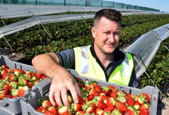 9000吨草莓将烂在地里 澳洲农场主自救