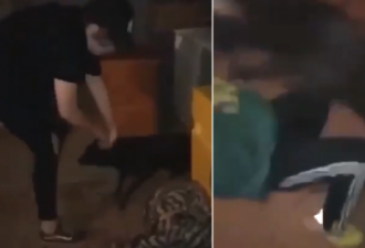 两澳男“抱摔”虐狗视频流出 警方调查