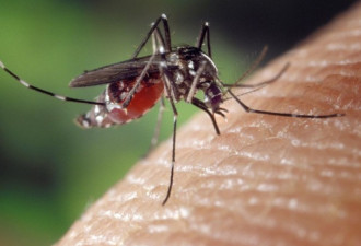 疫情当前，佛州释放7.5亿基改蚊子为了啥？
