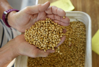 传中国今年将采购4000万吨美国黄豆 刷新记录