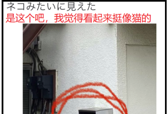 日本推特“找喵喵大赛”：看到产生幻觉