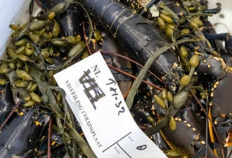 欧洲人吃龙虾会便宜吗？