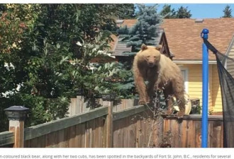 加拿大一家后院闯进3头熊 有女子被撕咬至死