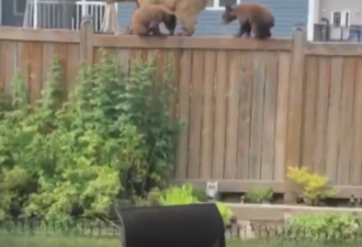 加拿大一家后院闯进3头熊 有女子被撕咬至死