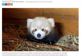 多伦多动物园小熊猫宝宝萌照