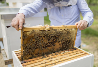 加拿大养蜂业增长潜力大面临劳动力短缺