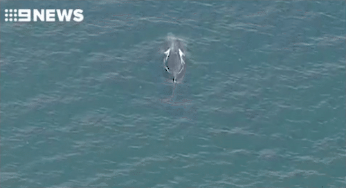 “百年三次！”悉尼海岸发现超罕见蓝鲸