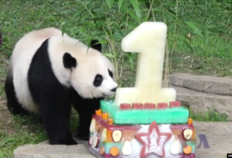 美国国家动物园传喜讯：大熊猫再诞幼崽