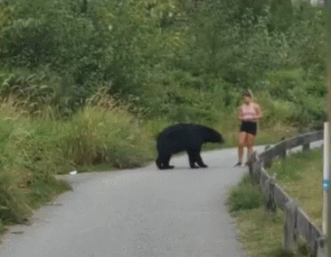 黑熊公园出现：拍摸女性晨练跑步者大腿