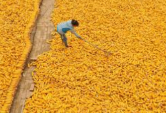 路透：中国玉米缺口3000万吨 粮食安全隐患加剧