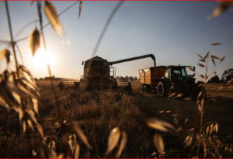 找碴？北京禁止澳洲最大谷物商大麦进口许可