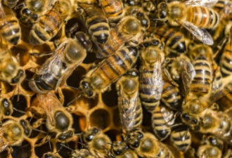 科学家新发现：蜜蜂毒液或可治疗乳腺癌