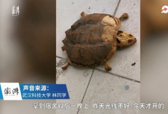 武汉大学生8个月后返校 发现宠物龟变尸骨