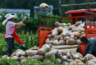 中国粮荒下的政治运动，鼓励举报浪费粮食行为